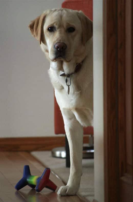 Dog brings you a toy Large yellow lab peaking around corner with toy at his feet.