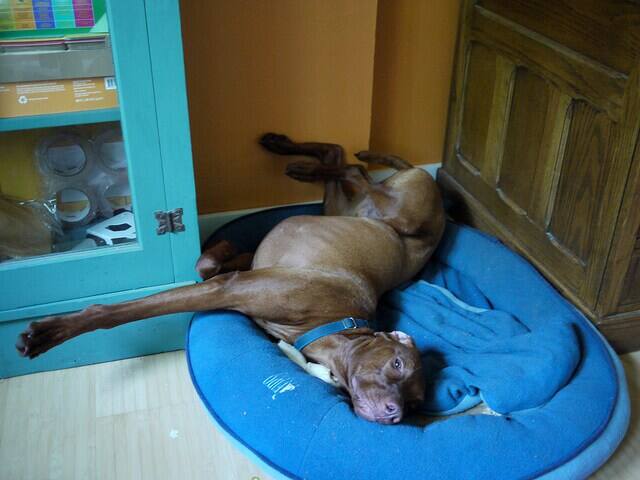 Brown dog lying in a blue bed stretching in a strange pose. Dog being silly