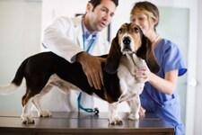 Basset hound being checked at the veterinarian