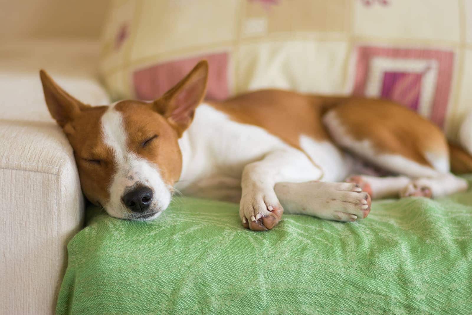 basenji-sleeping-on-sofa-SW Young Basenji dog sleeping on a sofa covered in a green blanket