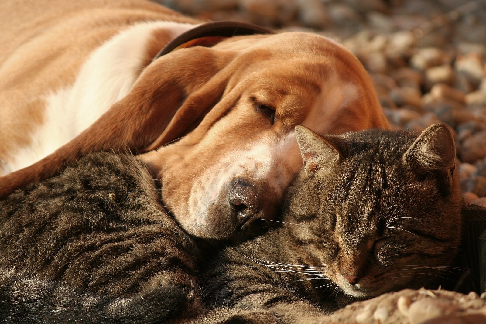 basset-hound-sleeps-on-sleeping-tabby-cat Tabby cat and basset hound snuggle together.