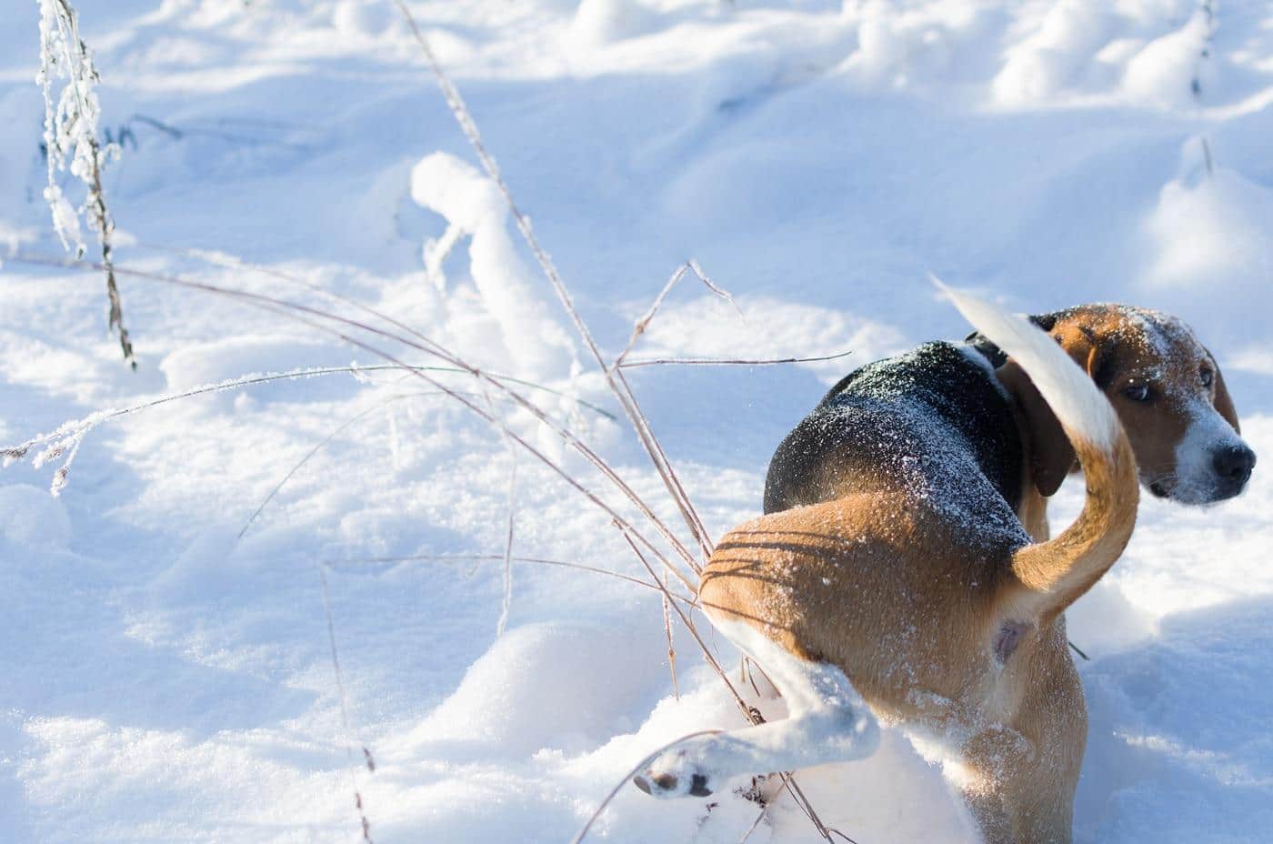 beagle-peeing-on-snow 米格魯在雪地尿尿.