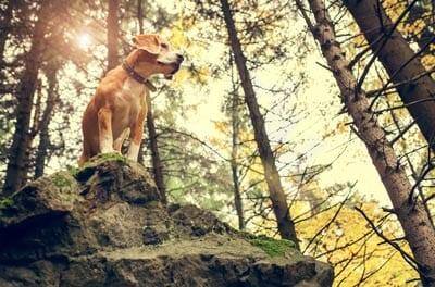 Beagle dog portrait in autumn forest .