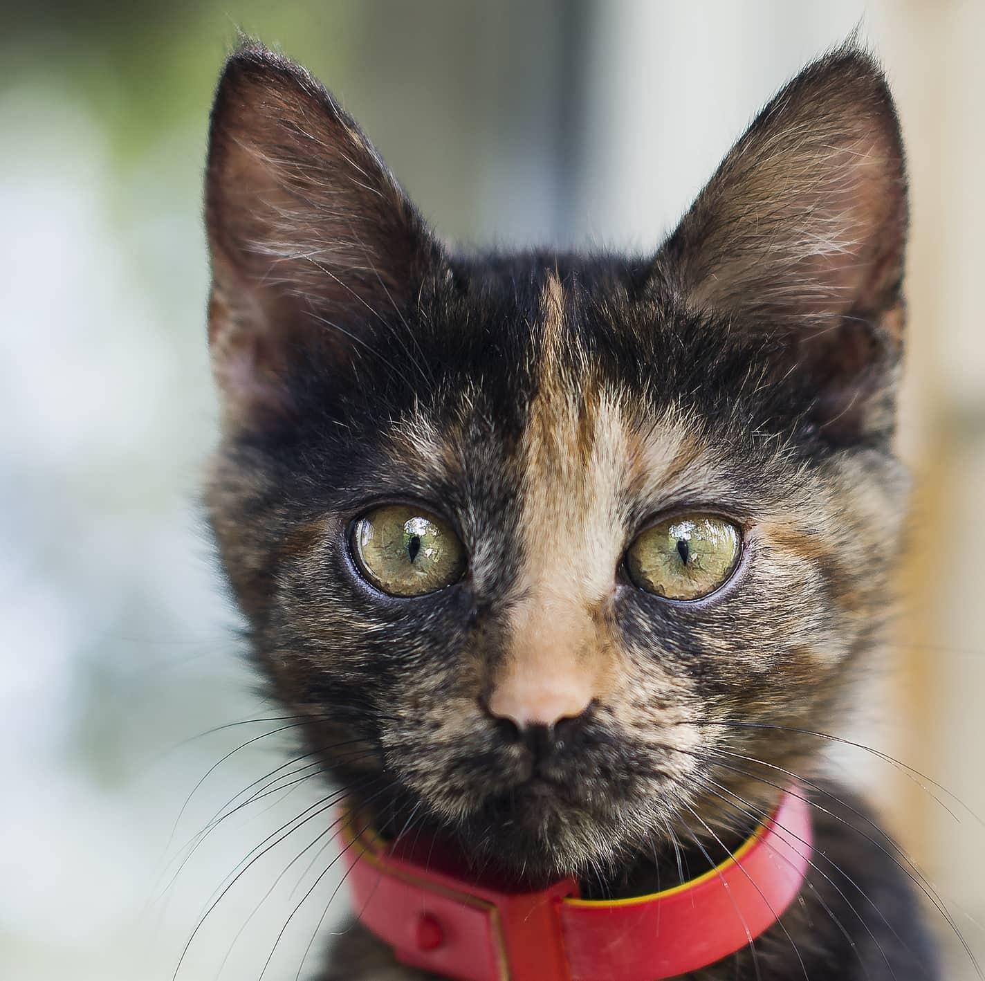 black-and-orange-kitten-in-red-collar-SW Close-up of black and orange kitten in red collar.