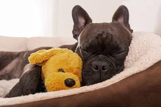 Black dog sleeps in dog bed and snuggles with yellow stuffed dog.