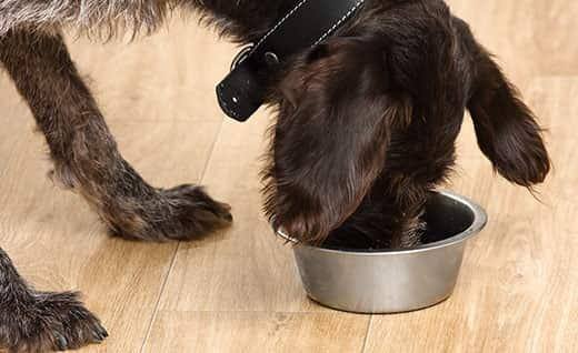 Black dog eating food from a bowl on the floor