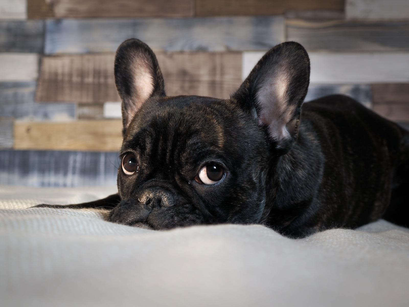 black-french-bulldog-on-bed Black French bulldog lying on a bed.