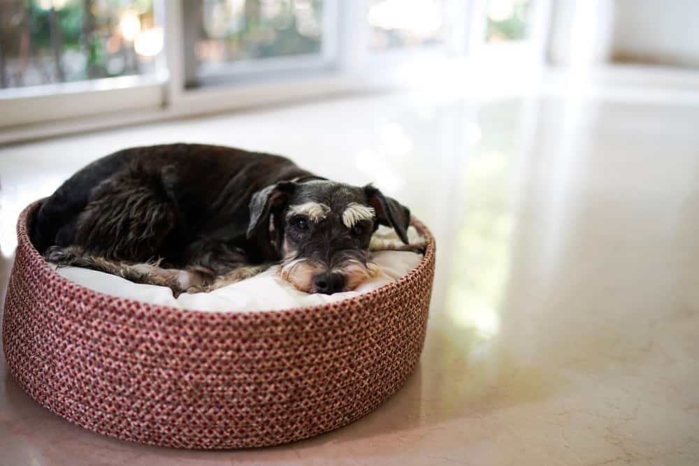 black-mini-scnauzer-in-dog-bed-SW Black miniature schnauzer lying down on dog bed basket