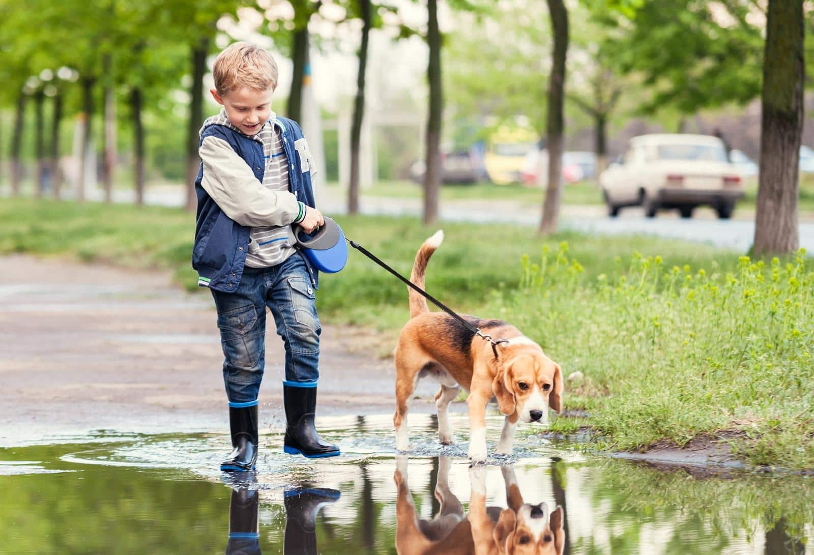 Boy with blue vest and rain boots walks beagle through puddle.