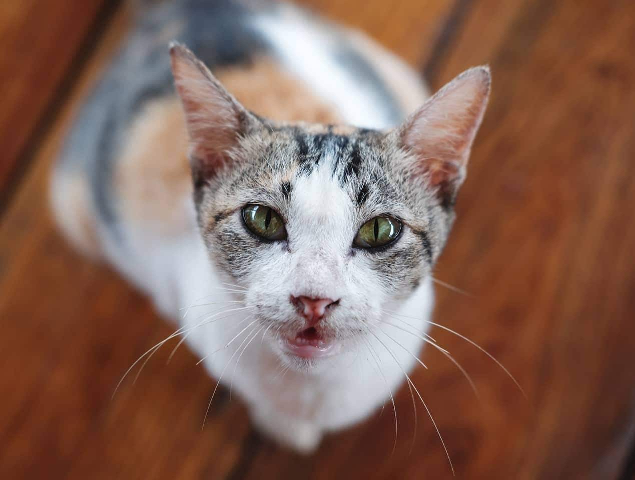 calico-staring-up Calico cat staring up with hardwood floors in background.