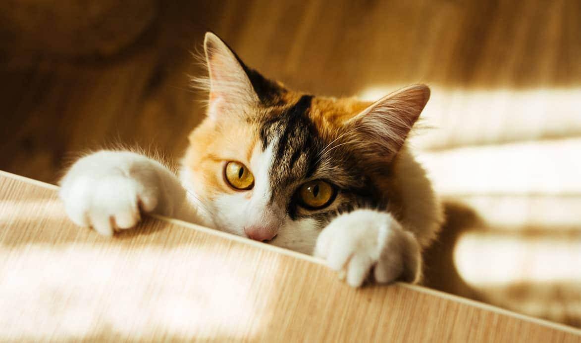 calico-trying-to-climb-on-table-SW Long-haired calico with paws on table, feet on floor.