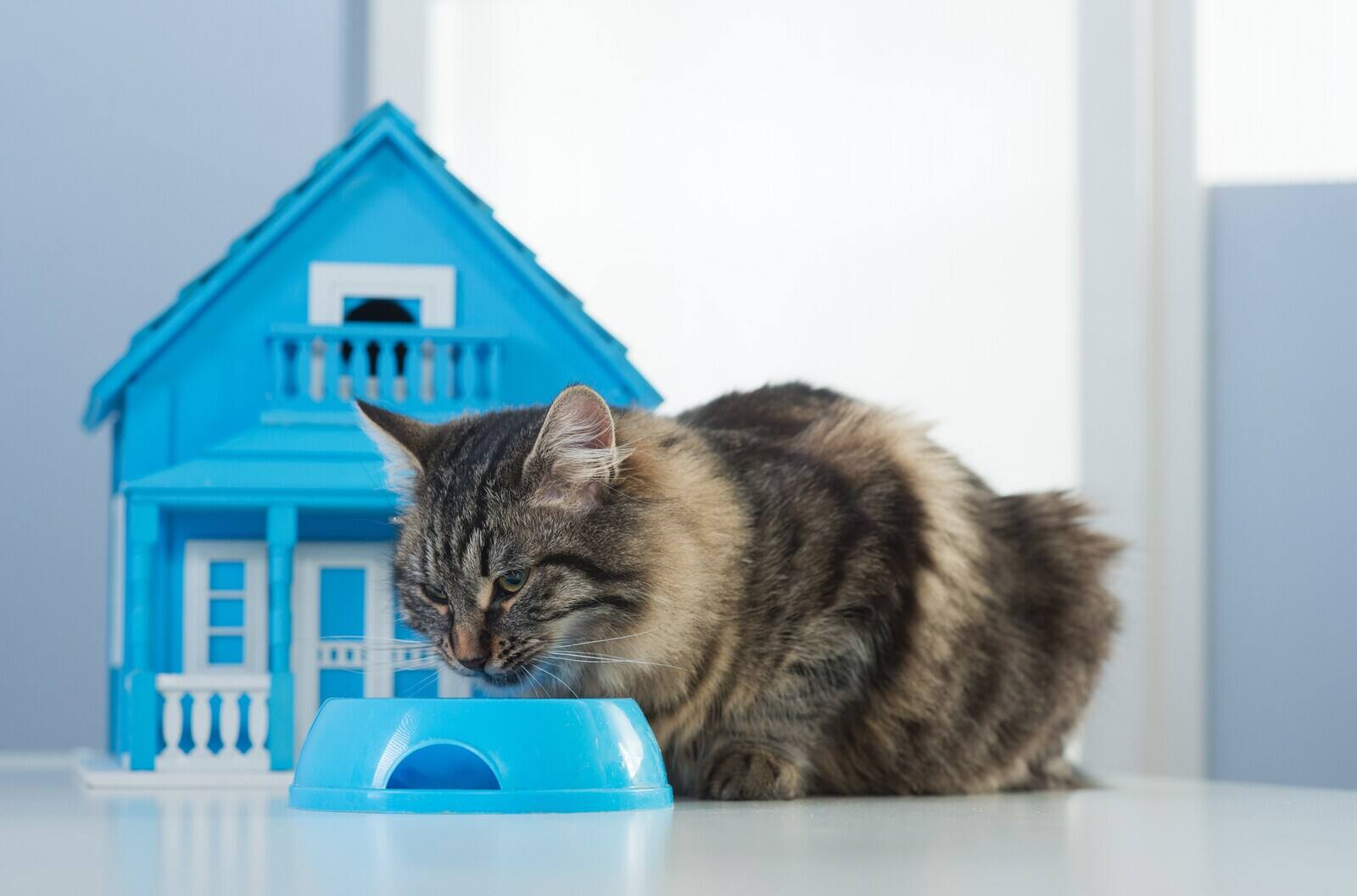 cat-eating-in-front-of-blue-doll-house Cat eating in a bowl in front of a toy model house.