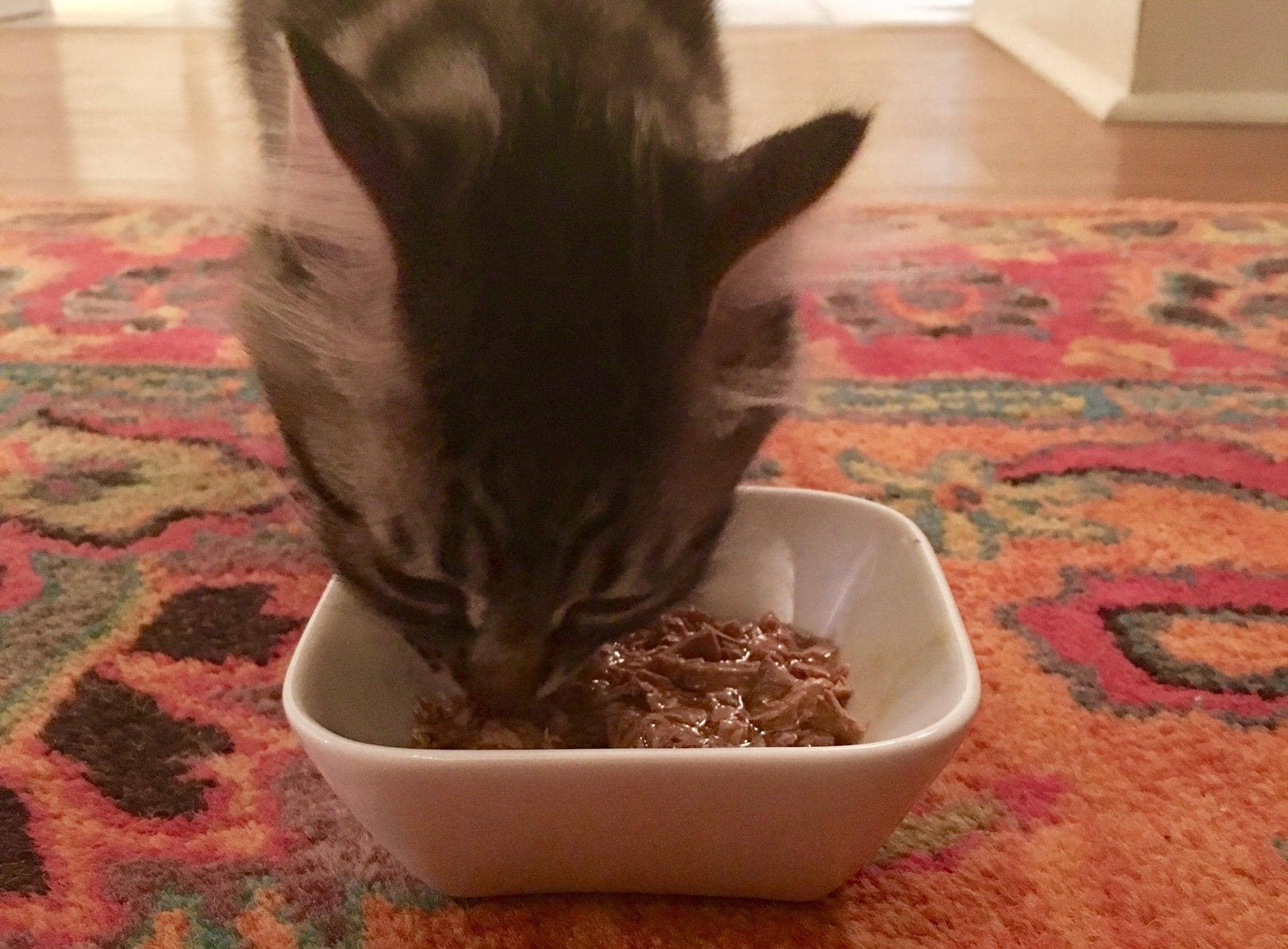 cat-eating-wet-cat-food-out-of-bowl Striped cat eating wet cat food out of food dish