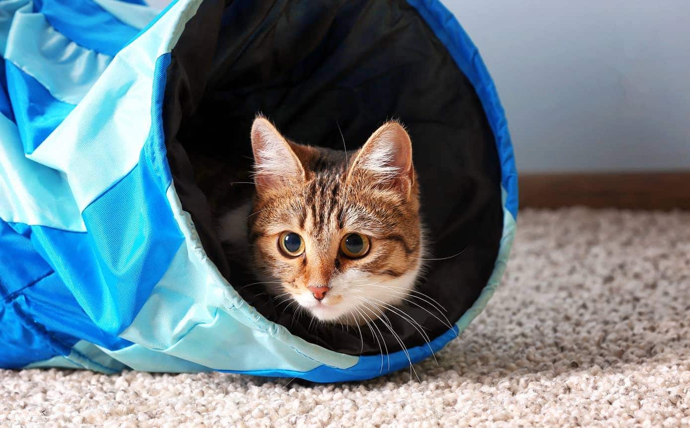 Cat peaking out of a blue cat tunnel.