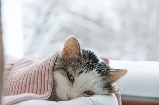 cat-lying-under-pink-blanket-in-winter-SW Cay lying beneath pink blanket next to a window with a wintery scene outside.