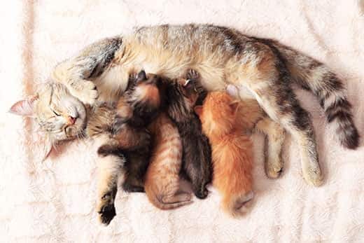 Cat nursing her little kittens, close up