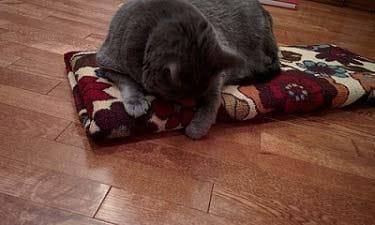 Grey cat lying on a flowered area rug cat scratch board on wood floors.