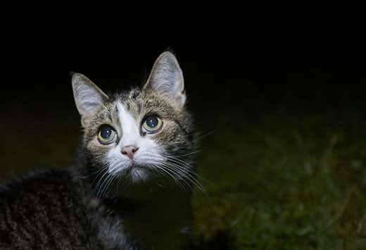 cat-outdoors-at-night-looking-up-SW Cat looks up over right side in dark of night outside.