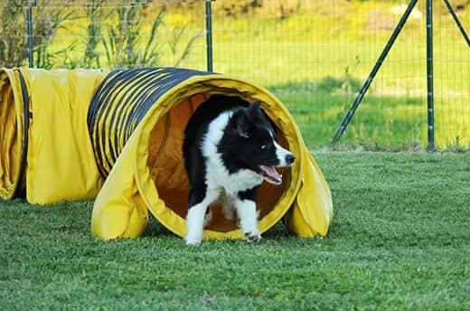 A border collie in a yellow dog agility tunnel.