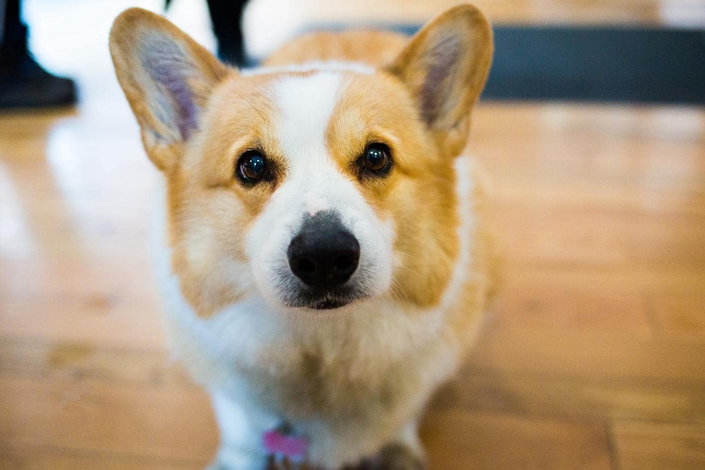 corgi-close-up Close-up of corgi on hardwood fllors