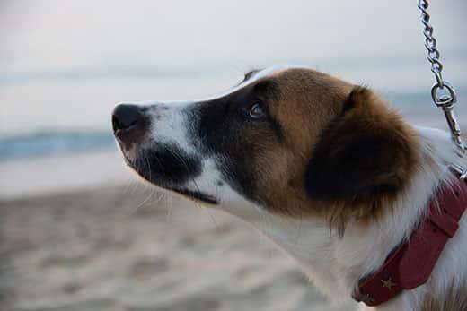dog-on-beach-looking-up-SW Hound mutt on beach with red collar looking up