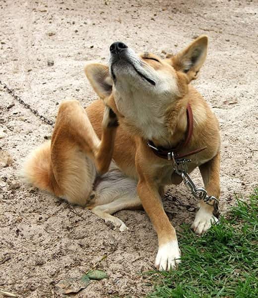 dog-on-leash-scratching-SW Orange dog on leash sits and scratches outside.
