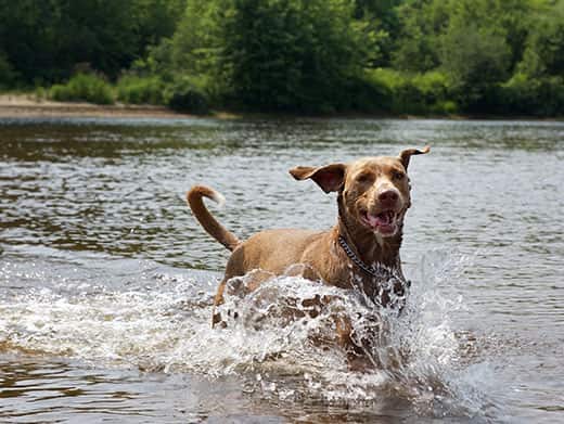 brown-dog-running-in-water Brown dog running in the river