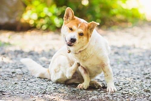 Dog scratching while sitting outdoors.