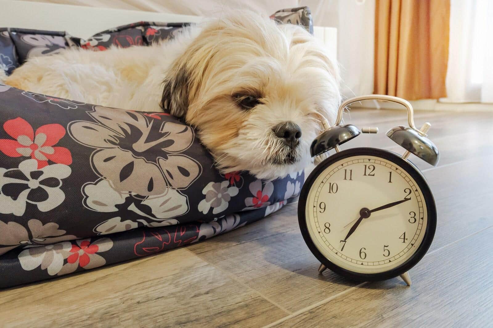 Dog lying in bed sniffs at an old-school alarm clock