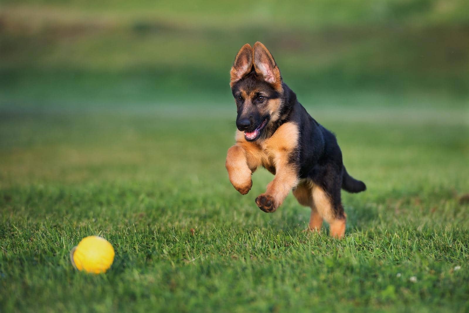 german-shepherd-puppy-playing-with-ball German shepherd puppy playing with a ball outdoors