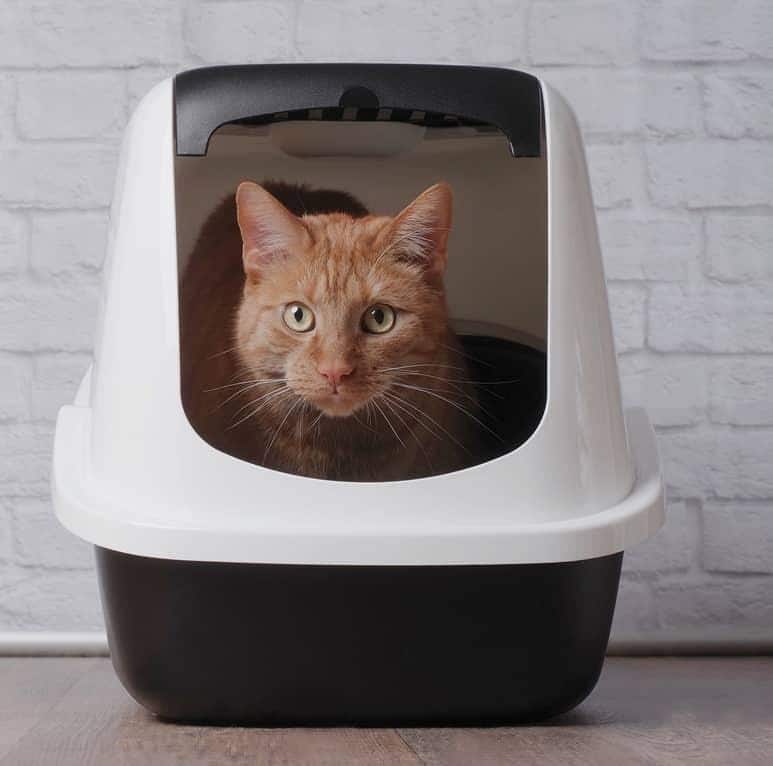 White cat in blue collar yawning.