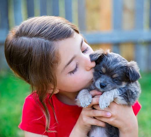 Little girl in red t-shirt holds up a gray puppy as she kisses him.