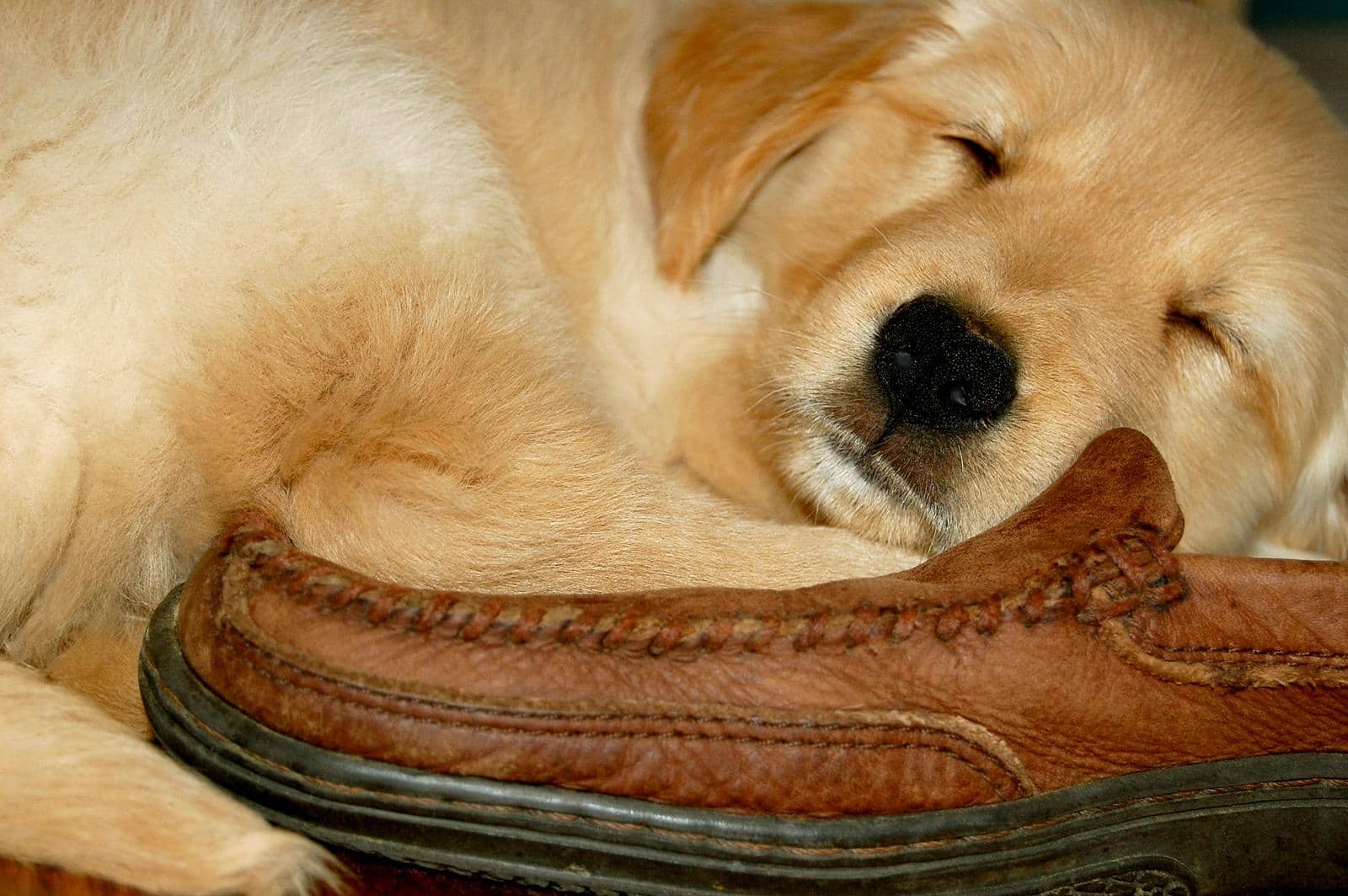 Golden Retriever puppy sleeping on a brown leather loafer.
