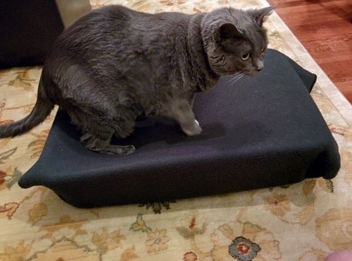 Gray cat walking on cat hammock made with black blanket.