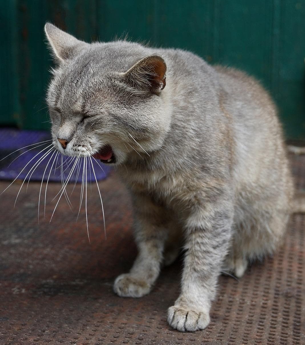cat-yawning-on-doorstep gray cat yawning ondoorstep