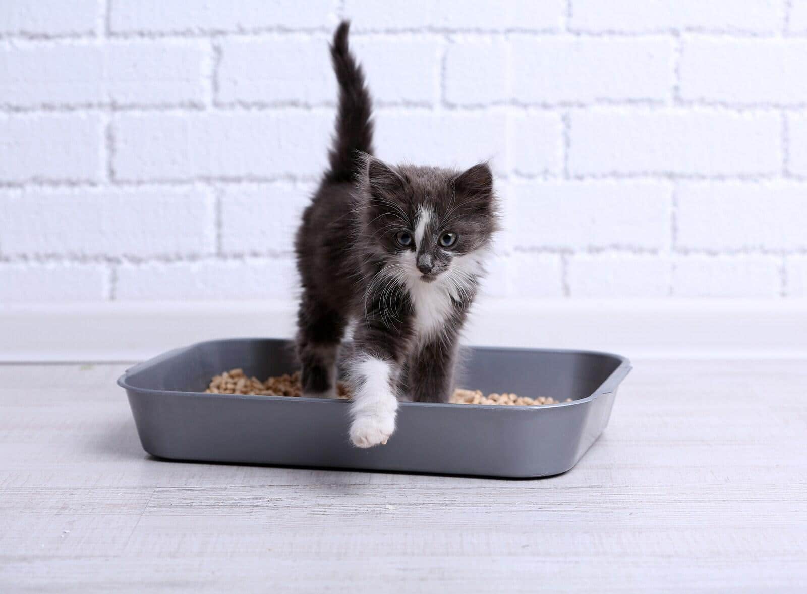 gray-kitten-in-litter-box Small gray and white kitten in plastic litter box on floor