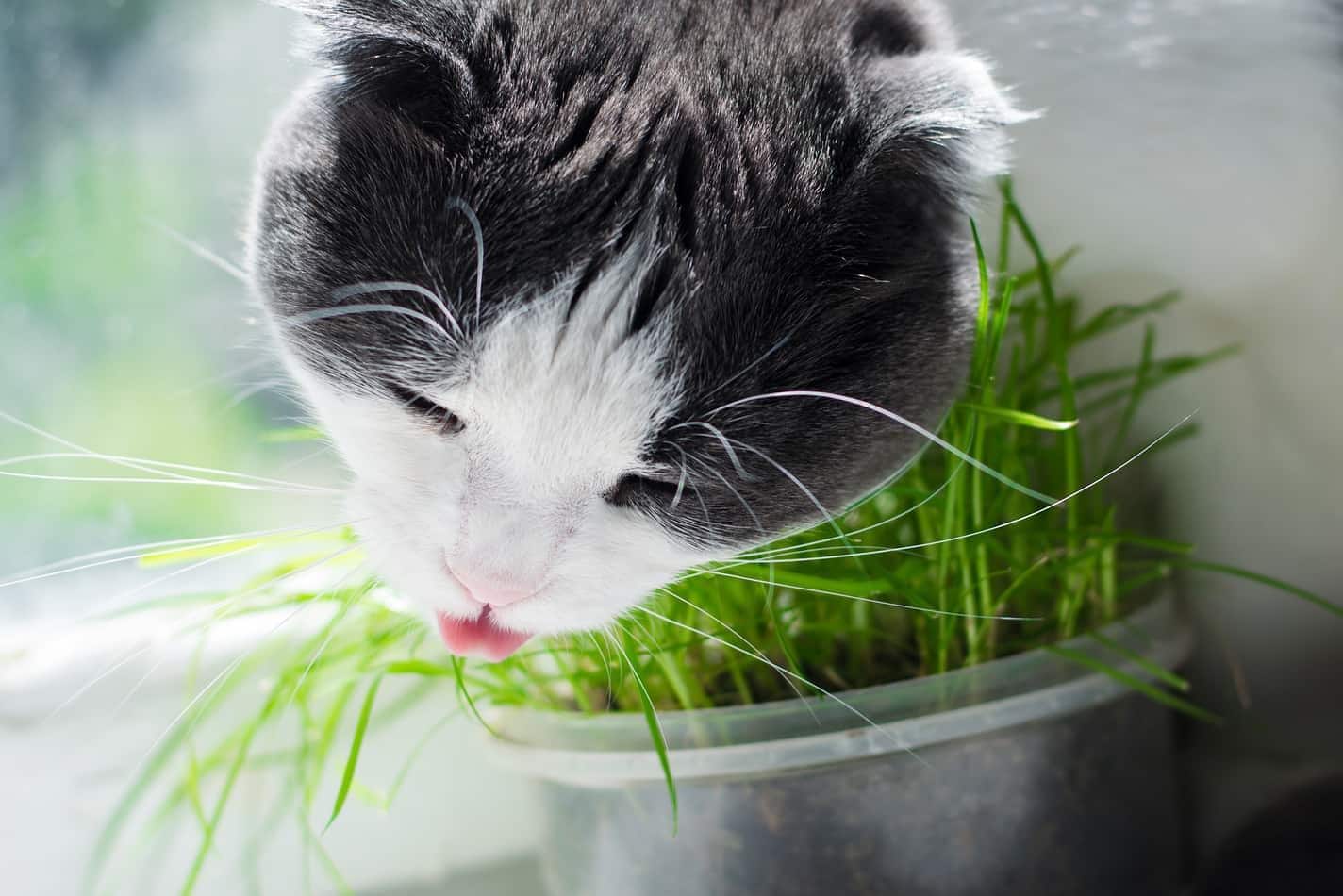 gray-white-cat-eating-grass-SW Gray and white cat is eating cat grass on the windowsill