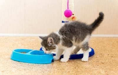 The kitten is eating dry food from a plate