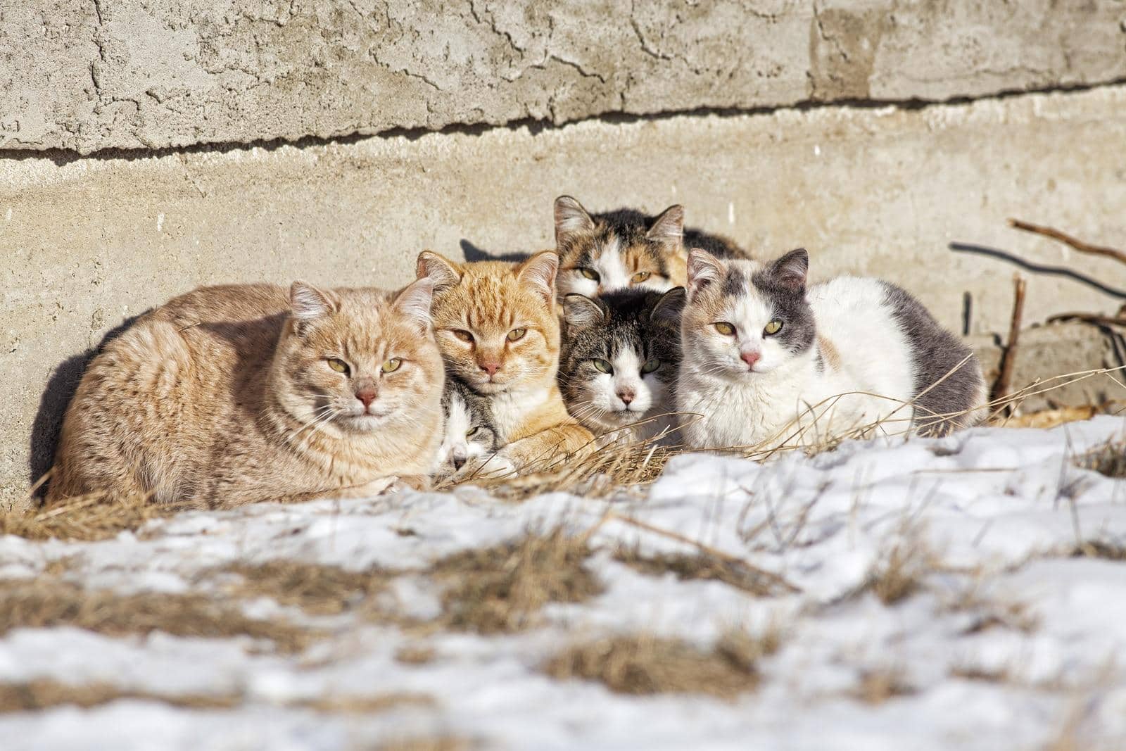group-of-homeless-cats-huddled-together