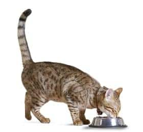 Brown Spotted Cat Eating Out of a Silver Bowl