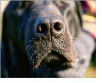 My dog's nose is warm and dry