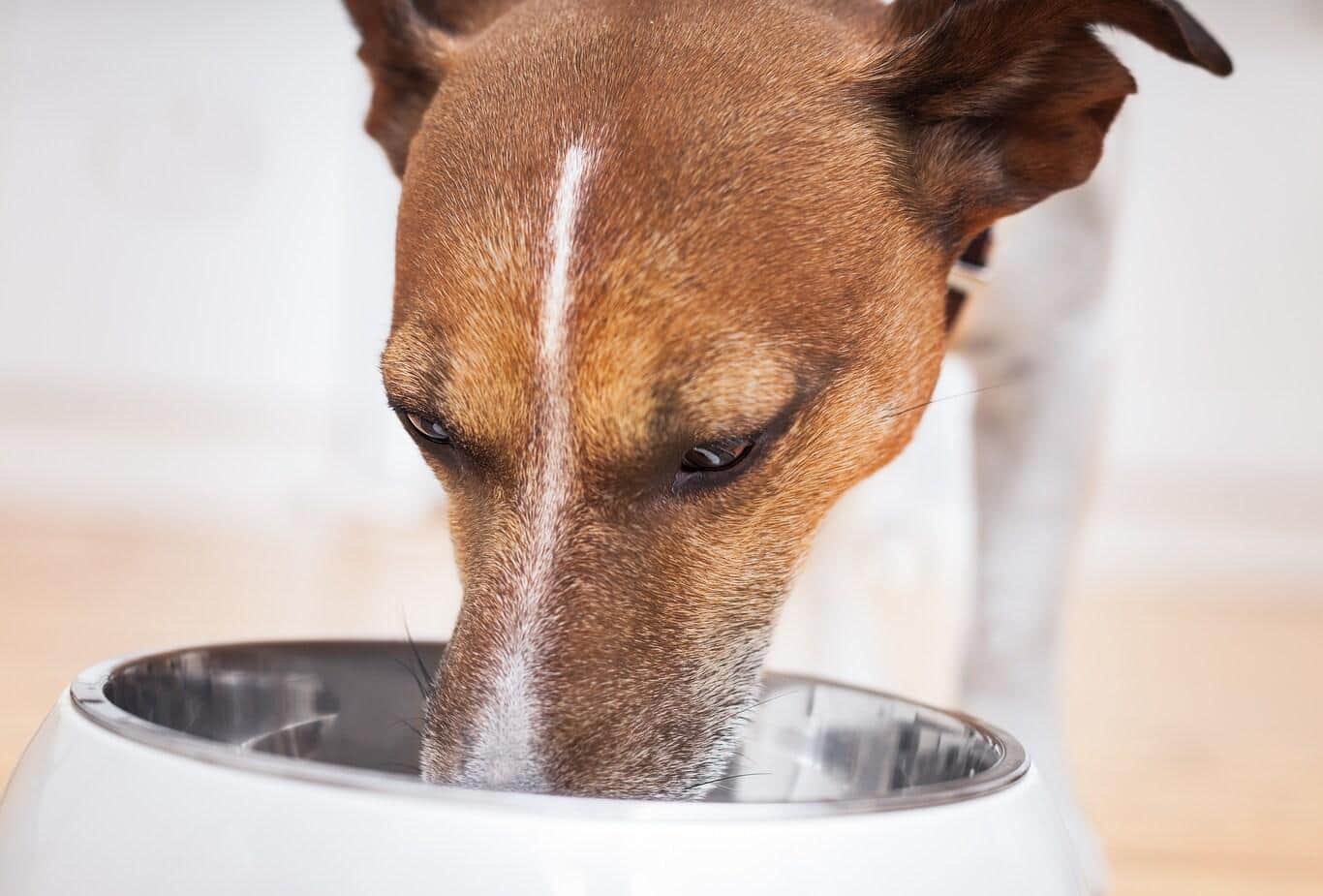 Jack Russell Terrier eating food out of a dog bowl.