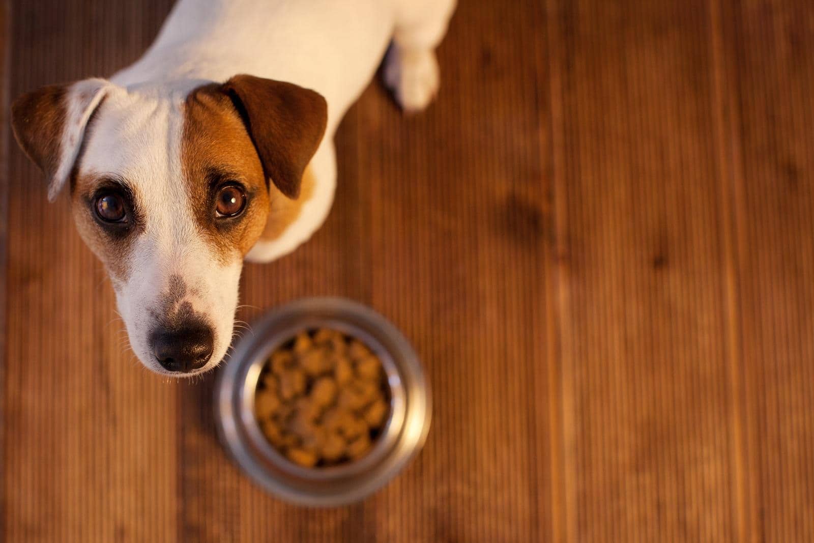 Jack Russell terrier looking up from hardwood floors where dog food bowl is.