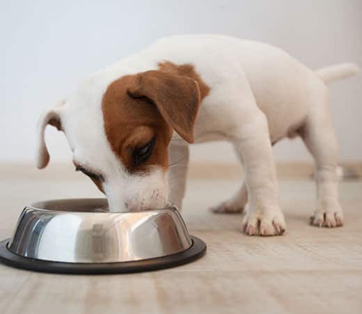 Jack Russell Terrier puppy eating out of a silver dog food bowl.