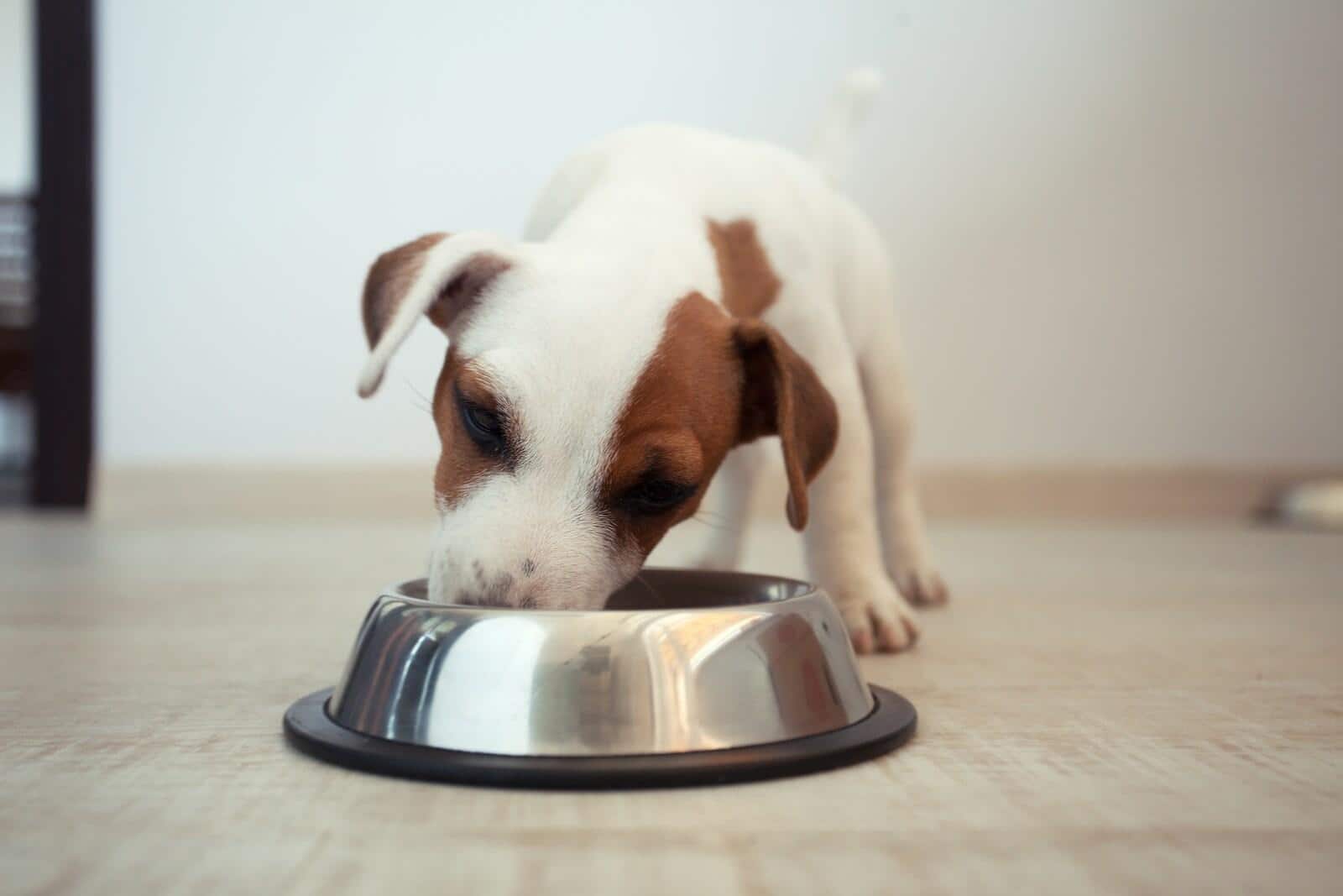 Puppy eating food. Jack Russell Terrier Puppy eating food out of a silver dog bowl.