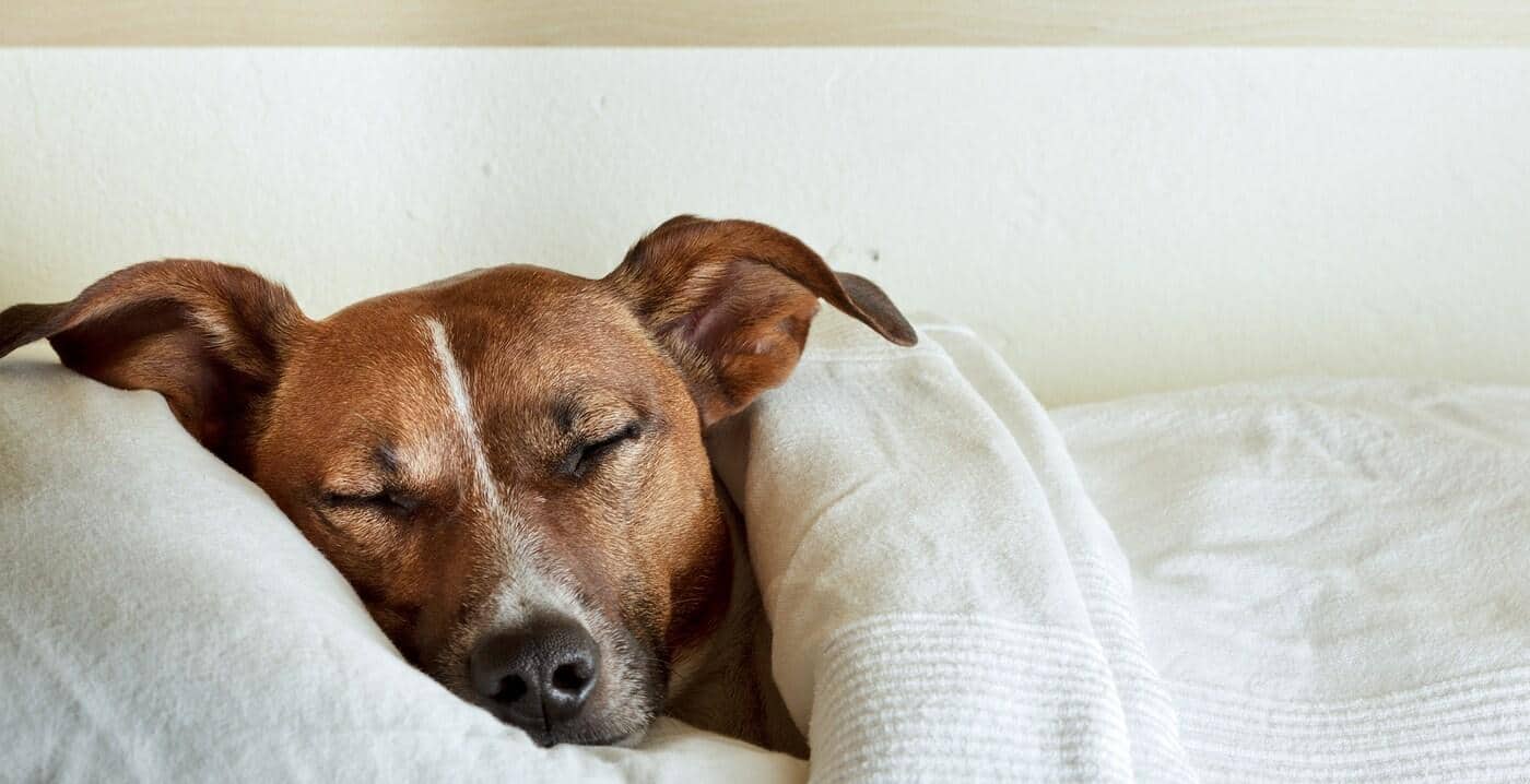 jack-russell-sleeping-in-bed Jack Russell Terrier asleep under white sheets with head on pillow.