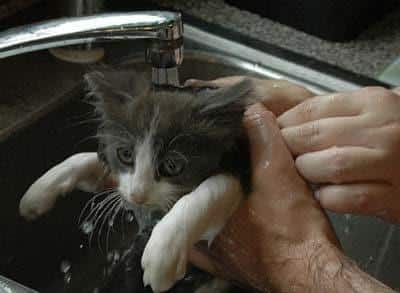 Cat getting a bath in the kitchen sink Gray and white kitten being washed in a kitten sink.