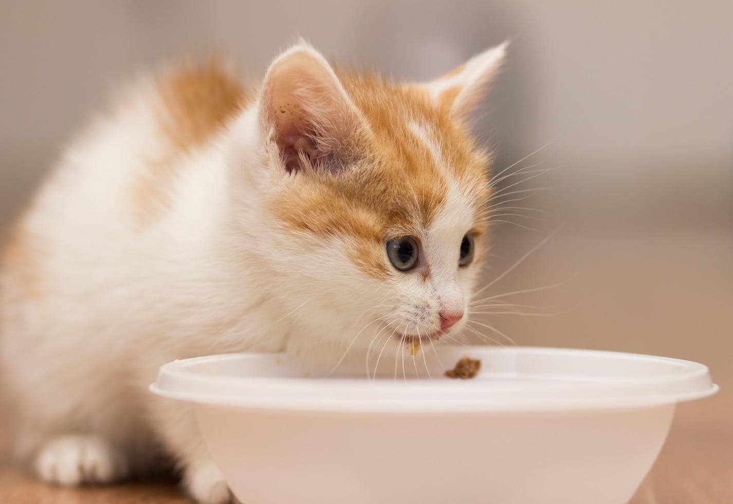 kitten-eats-food-from-bowl Kitten eats food from a plate.