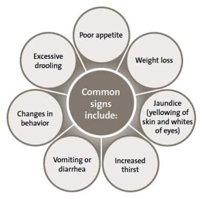 liver-disease-common-signs
