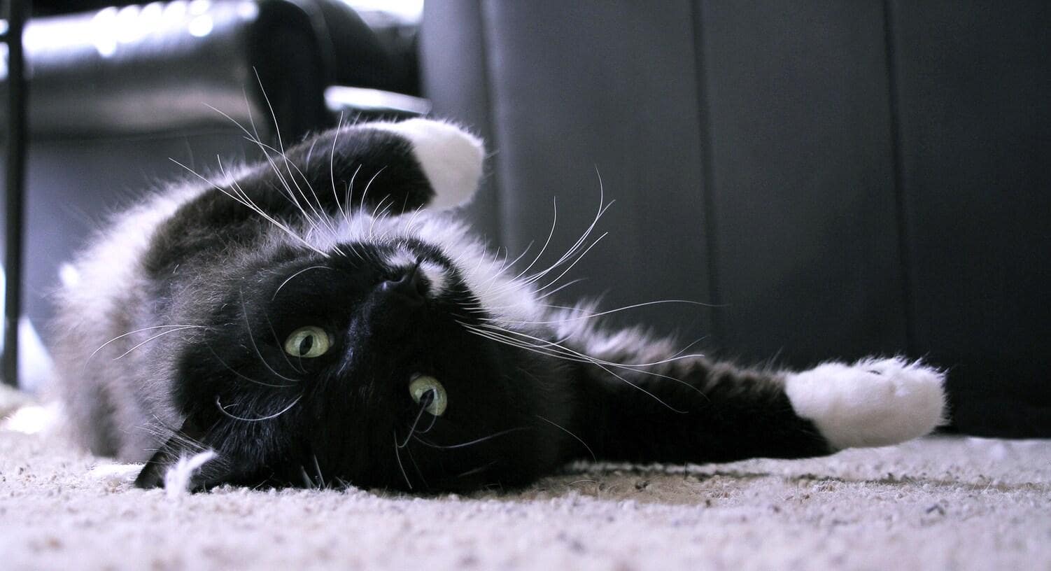 long-haired-black-white-cat-on-back Black and white long-haired cat rolls on back to be petted.